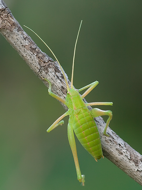 Odontura arcuata